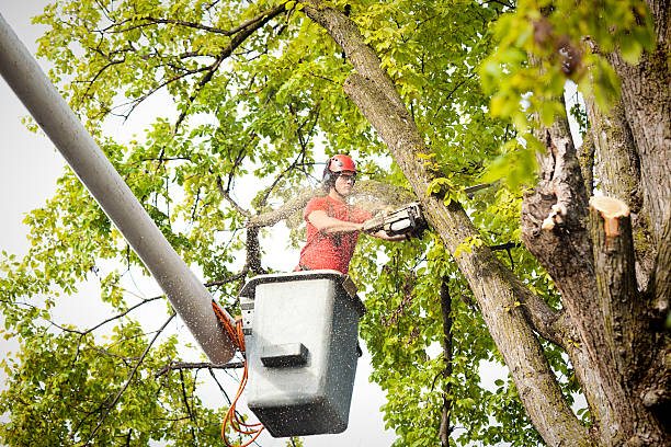 Reliable Clayton, NC Tree Service Solutions